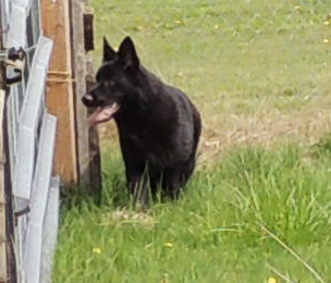 SchraderhausK9.com - +1.253.843.1123 PST - German Shepherd